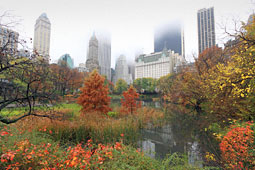 Photo - Central Park