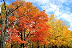 Photo - Fall Foliage