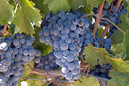 Photo - Wine Grapes
